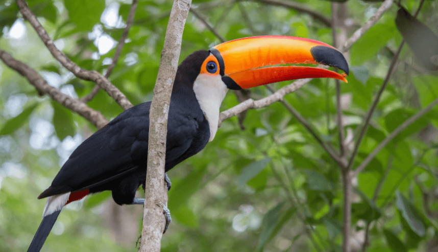 Toco toucan